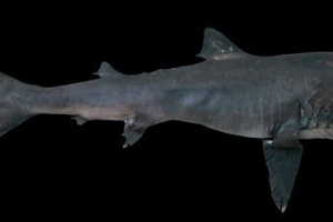 Duży rekin - rzadka instancja planety ziemia